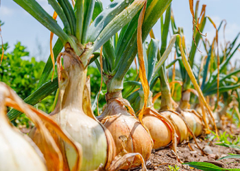 bejo-onion-open-field