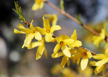siepi-e-cespugli-in-primavera siepi-e-cespugli-in-primavera