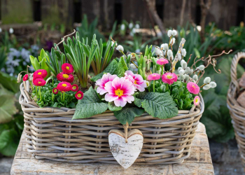 fioriture primaverili
