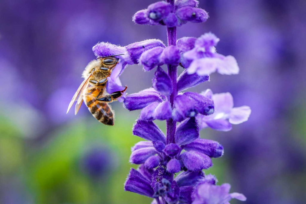 i fiori per attirare api e farfalle i fiori per attirare api e farfalle