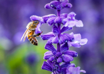 i fiori per attirare api e farfalle