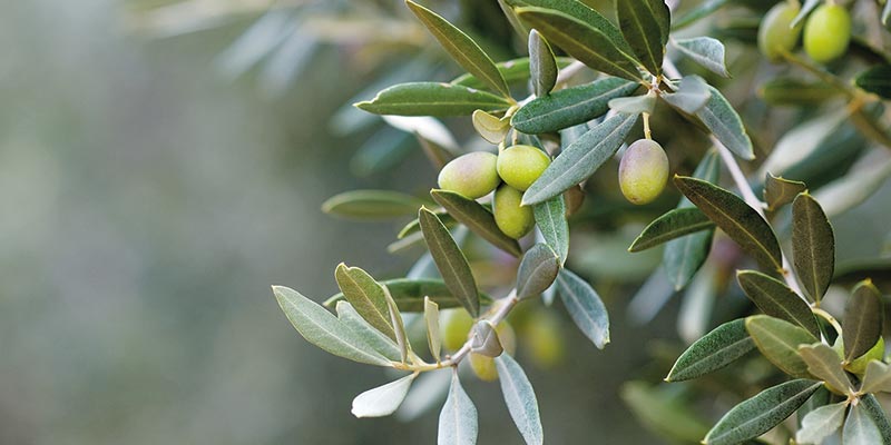 olivo-head olivo-head