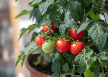Pomodori in vaso