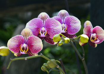 cura orchidea