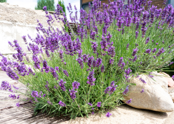 primavera