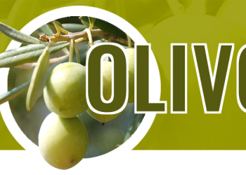nutrizione bilanciata dell'olivo