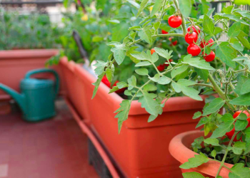 pomodori-in-vaso