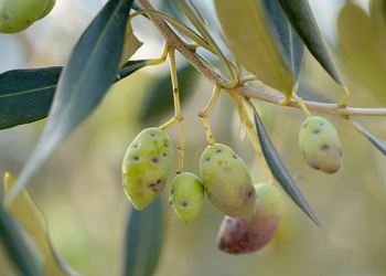 Mosca-dell'olivo-Soluzioni-naturali-a-basso-impatto-ambientale