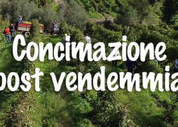 concimazione-post-vendemmia