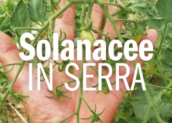 solanacee in serra
