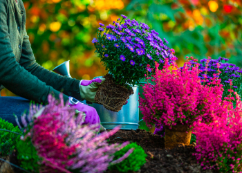 shutterstock_2052513017