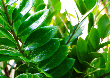 Zamioculcas