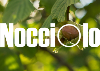 Magazine-nocciolo-800-400