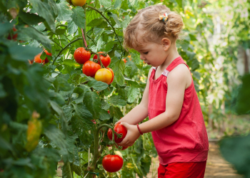 bambina raccoglie pomodori
