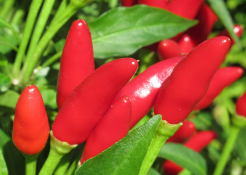 peperoncino