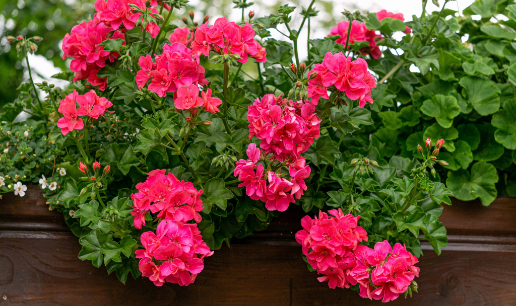 Beautiful,Bright,Pink,Double,Geranium,Flowers,In,A,Flower,Pot