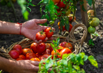 A,Farmer,Harvests,Tomatoes,In,The,Garden.,Selective,Focus.,Food.