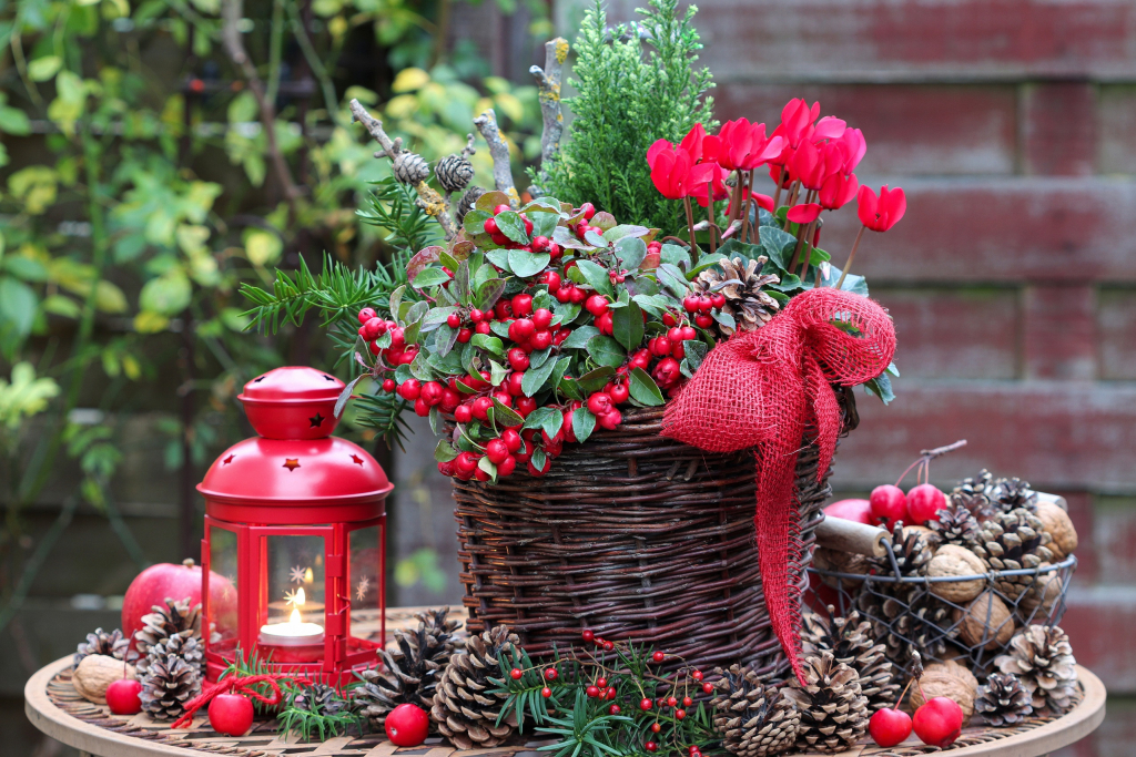 Gaultheria,Procumbens,And,Red,Cyclamen,Flower,In,Basket,As,Winter