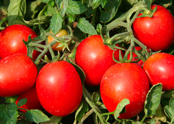 pomodoro-da-industria
