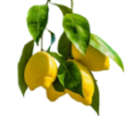 alberiFrutto