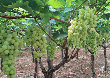 cifo ingrossamento acini uva da tavola