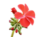 ornamentaliFiorite