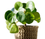 ornamentaliVerdi