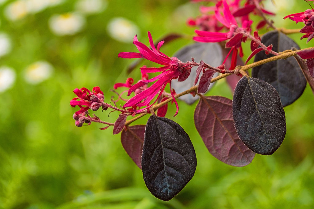 Leaves,And,Flowers,On,A,Loropetalum,Chinense,Plant,Growing,In
