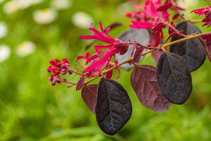 Leaves,And,Flowers,On,A,Loropetalum,Chinense,Plant,Growing,In