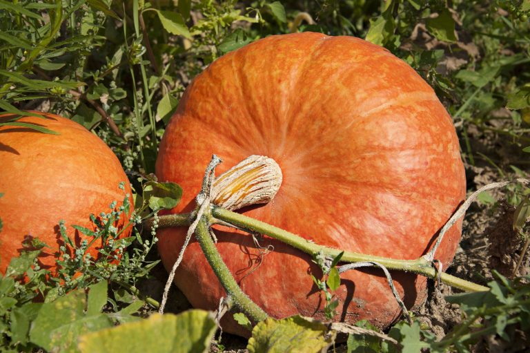 Zucca-web Zucca-web