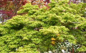 acer