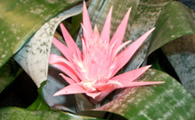 aechmea aechmea