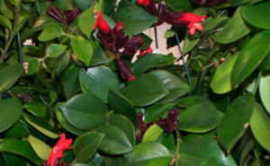 aeschynantus