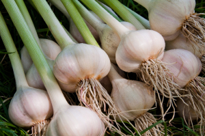 aglio-grande
