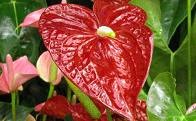 anturio anturio
