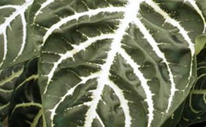 aphelandra