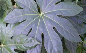 aralia