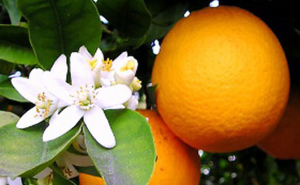 arancio