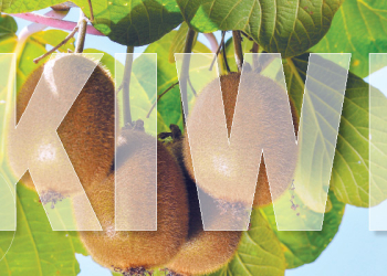 articolo-blog-cifo-header_800x400-px-2