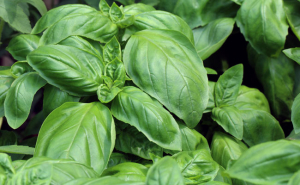 basilico