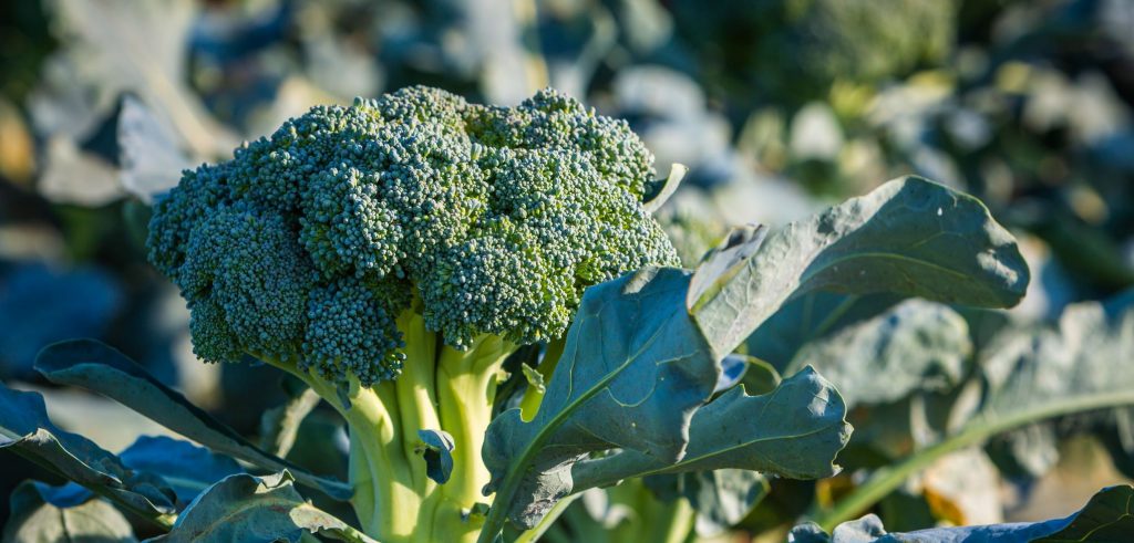 broccolo-blog-1024x491 broccolo-blog-1024x491