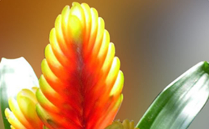 bromelia bromelia
