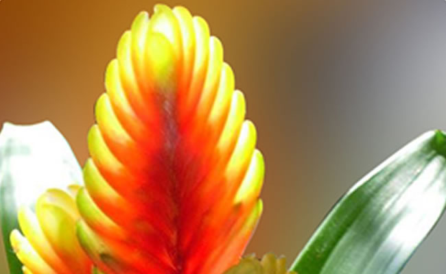 bromelia bromelia