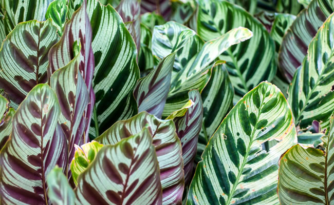 calathea
