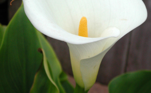 calla2 calla2