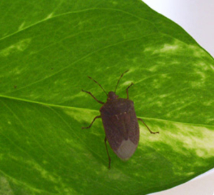 cimice_verde