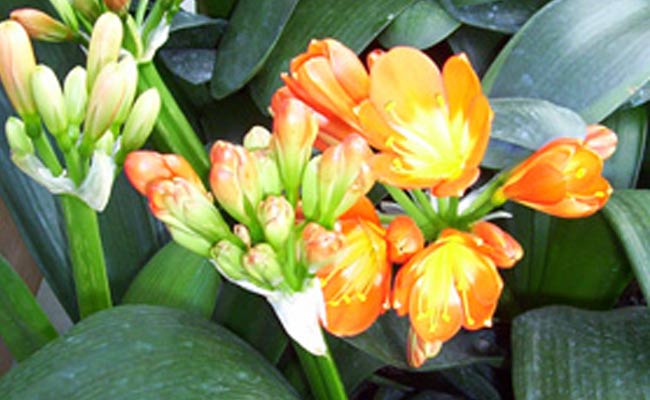 clivia clivia