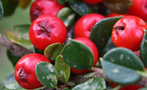 cotoneaster