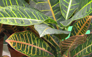 croton