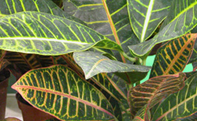 croton